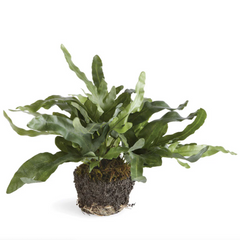 Echeveria Fern Drop-In 11.5