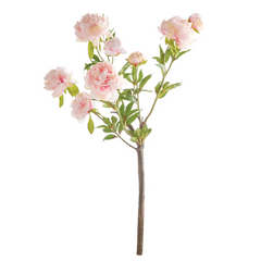 Peony Branch 31