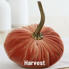 Pumpkin Small Velvet, Harvest