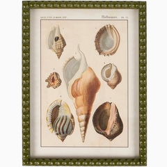 Shell Study Framed Wall Art