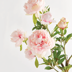 Peony Branch 31