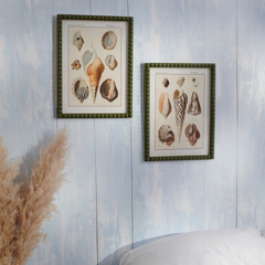 Conch Study Framed Wall Art