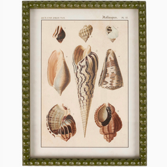 Conch Study Framed Wall Art